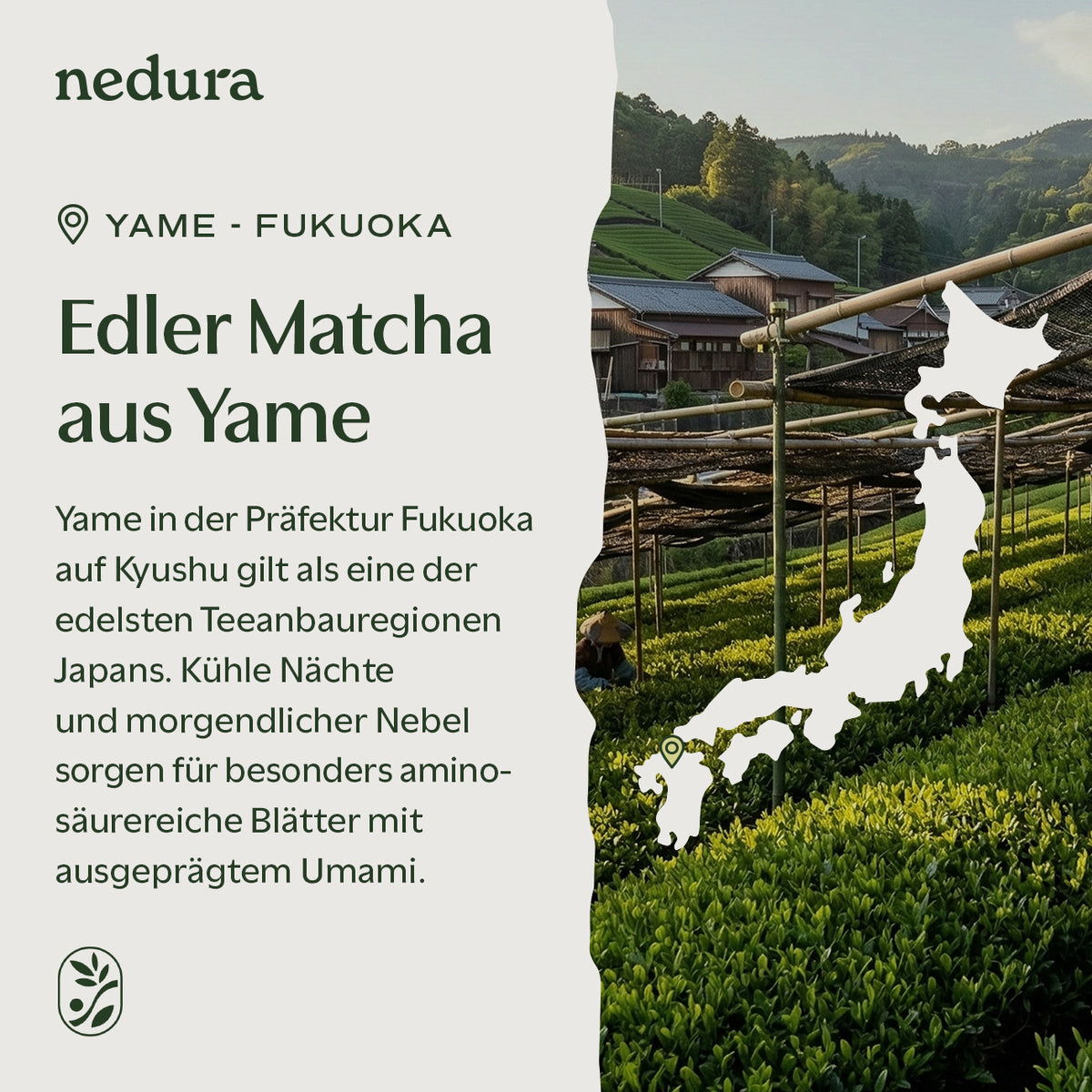 Bio Ceremonial Matcha